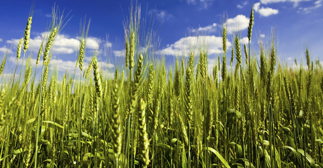 crop02