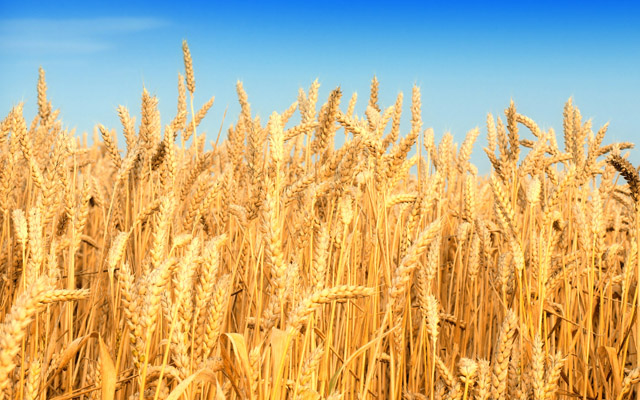 crop03